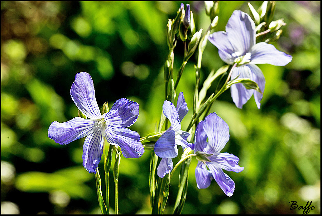 Da identificare.- Linum  sp.